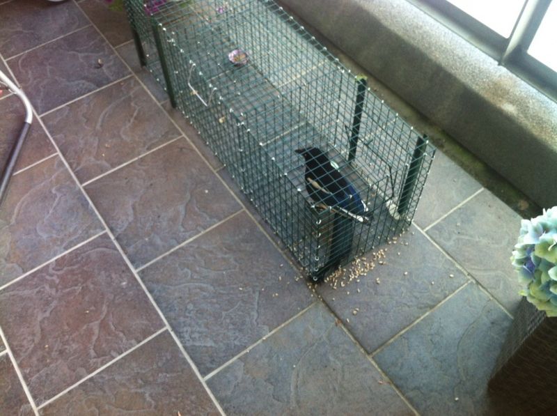 FUGLEFELLE / KRÅKEFELLE