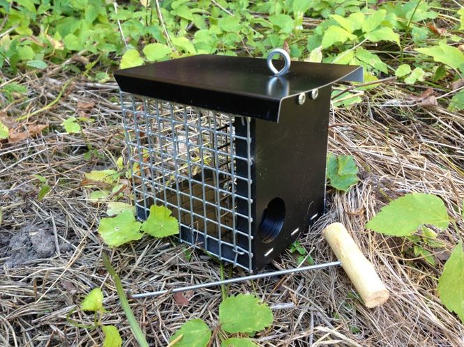 Hovedbilde RØYSKATT SYNINGFELLA